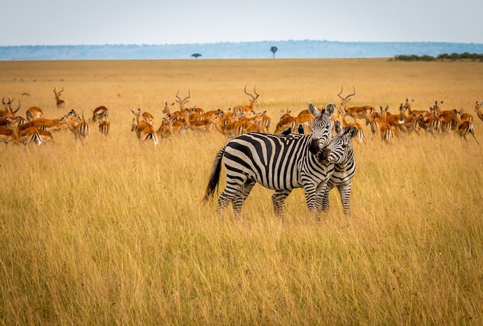 Zebra & Impala in Maasai Mara National Reserve, Kenya