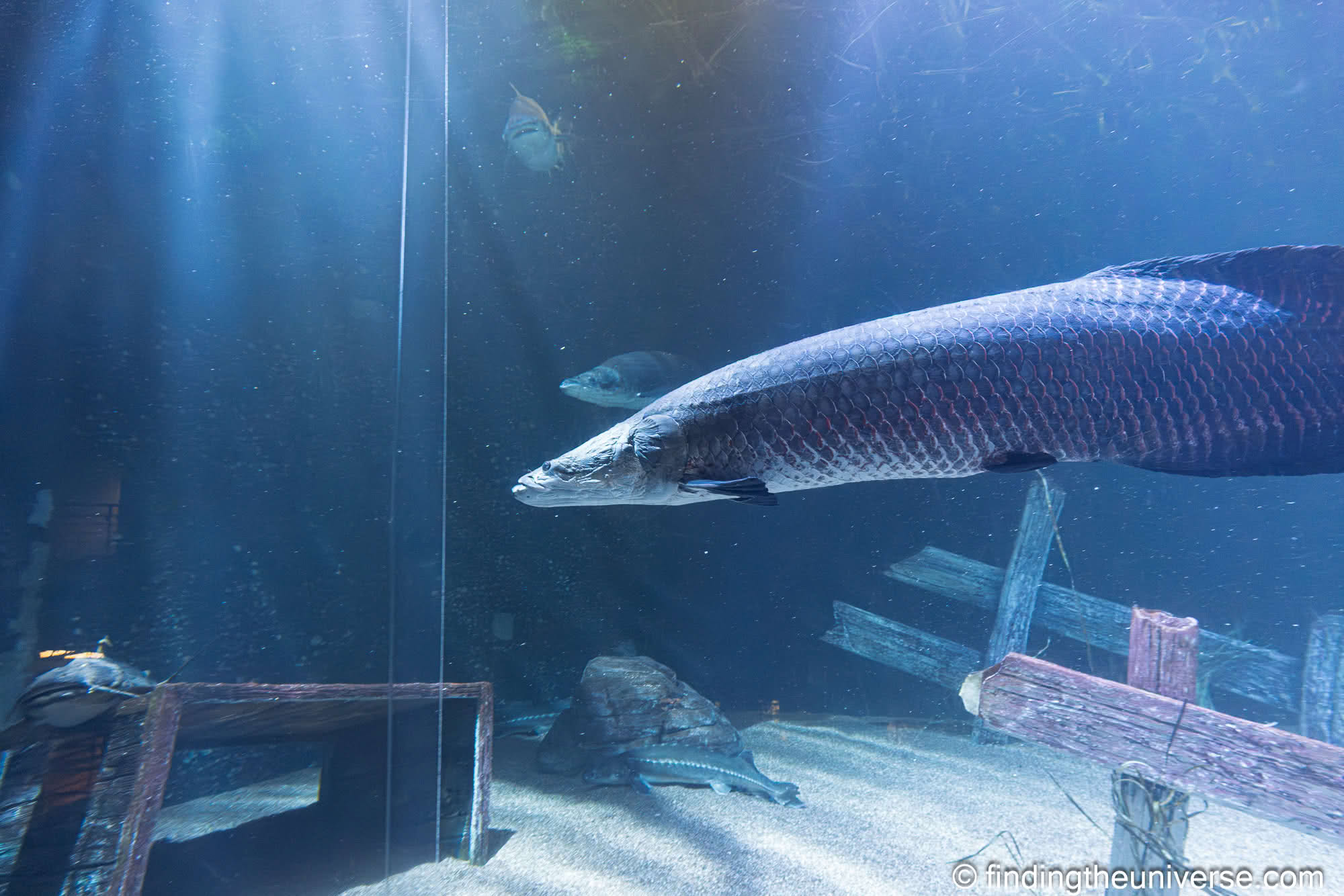Tennessee Aquarium Chattanooga by Laurence Norah