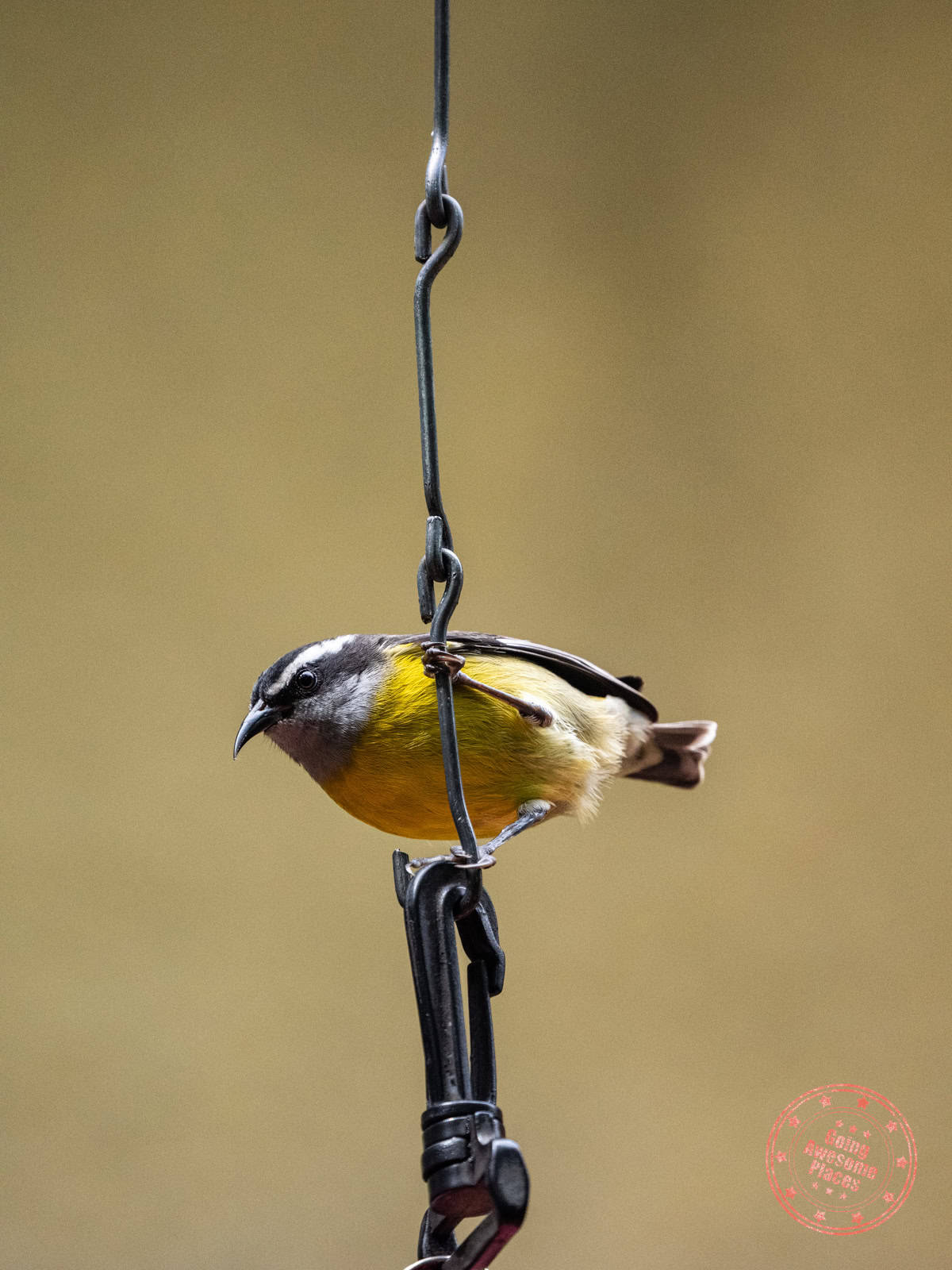 bananaquit monteverde cloud forest reserve