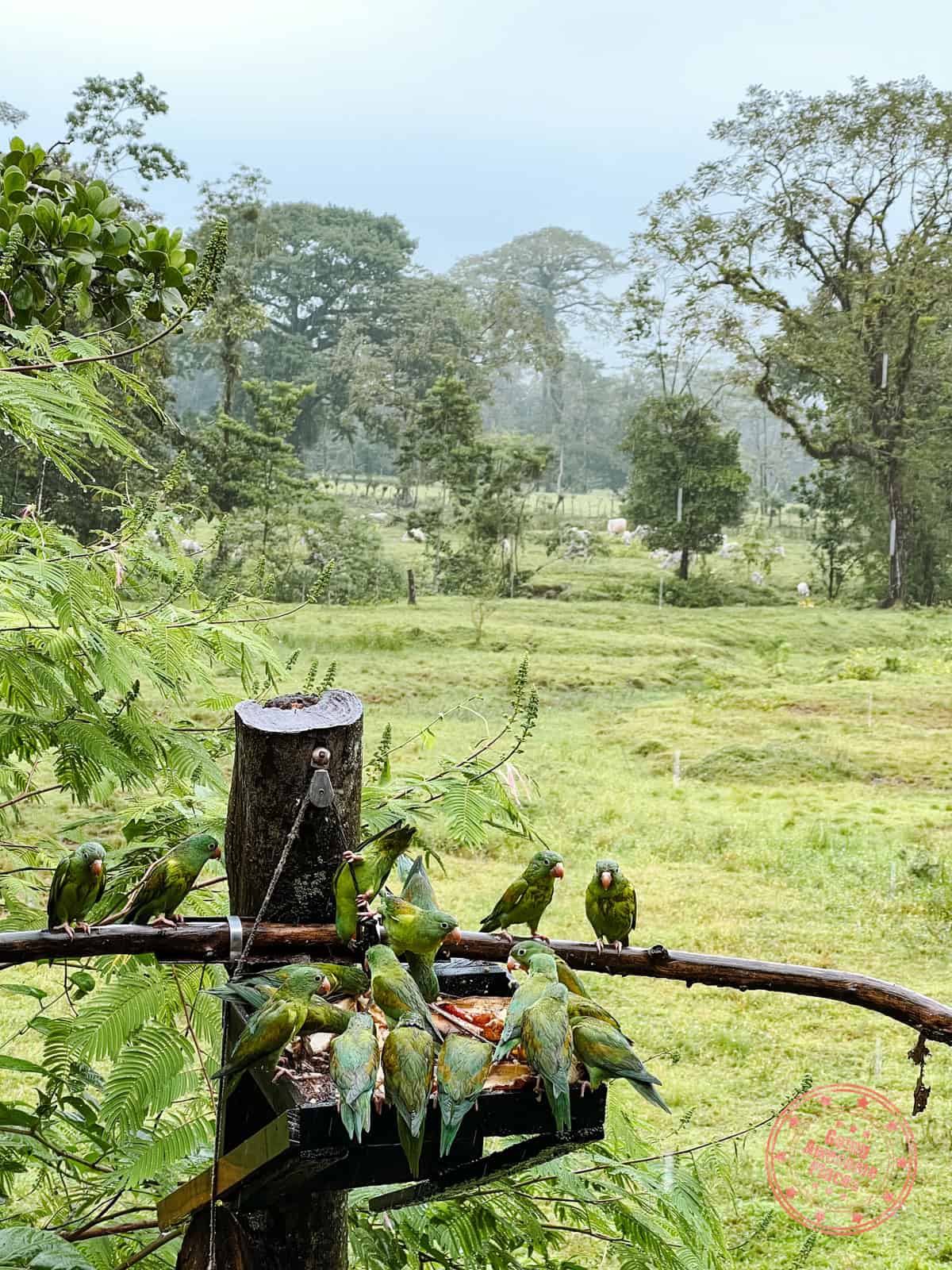 bird feeder at hotel xilopalo arenal