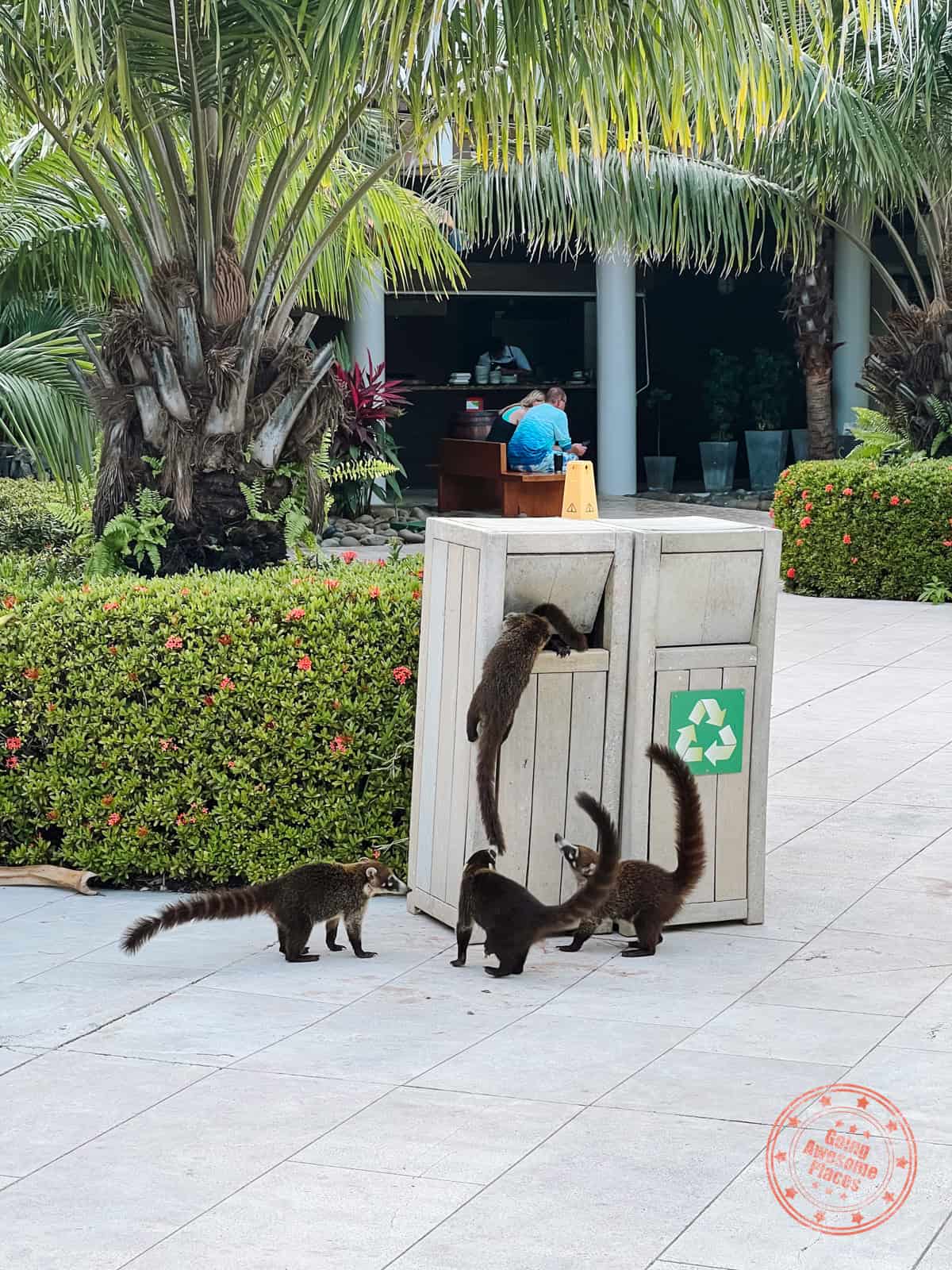 coati raiding garbage bins at westin reserva conchal