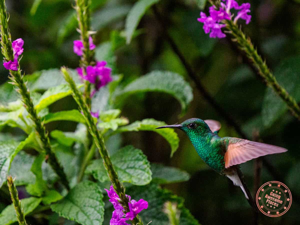coppery headed emerald humminbird spotted in curi cancha wildlife refuge