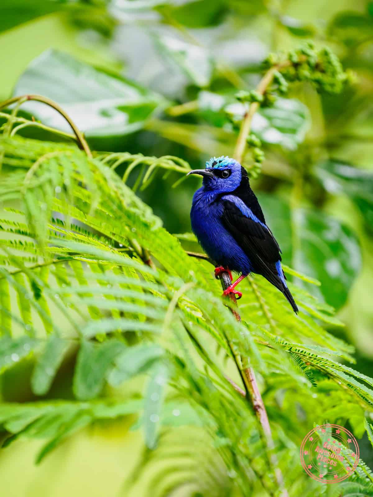 costa rica red legged honeycreeper