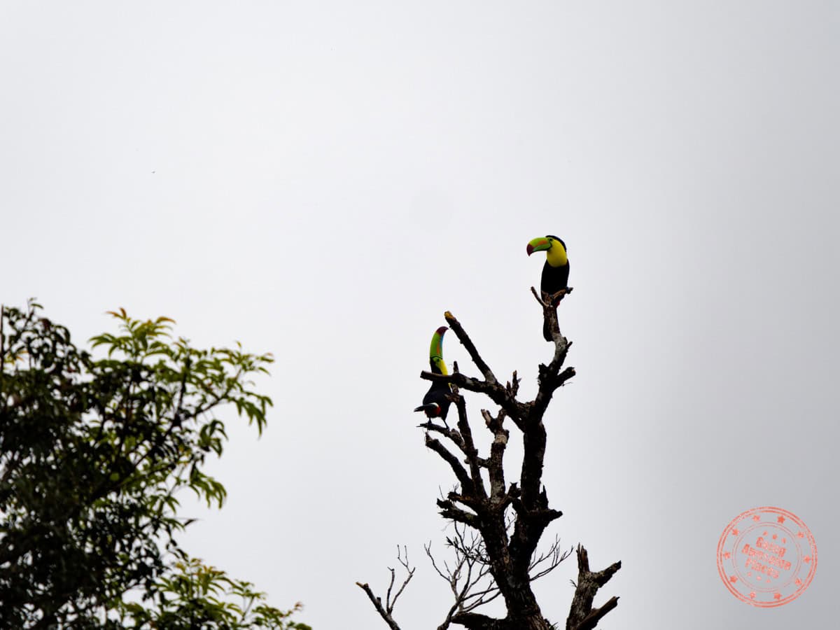 keel billed toucans in the trees by curi cancha reserve