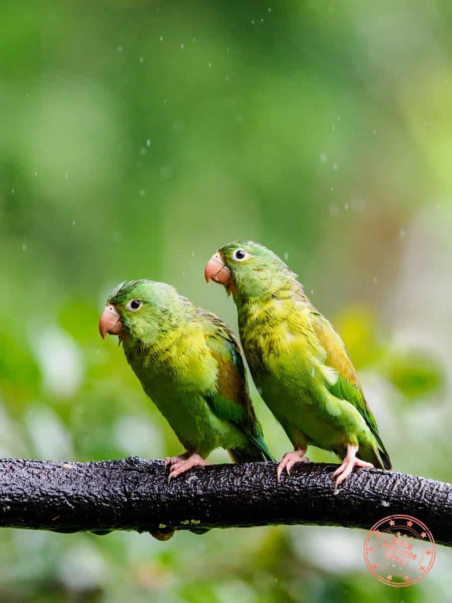 hotel xilopalo arenal two parakeets