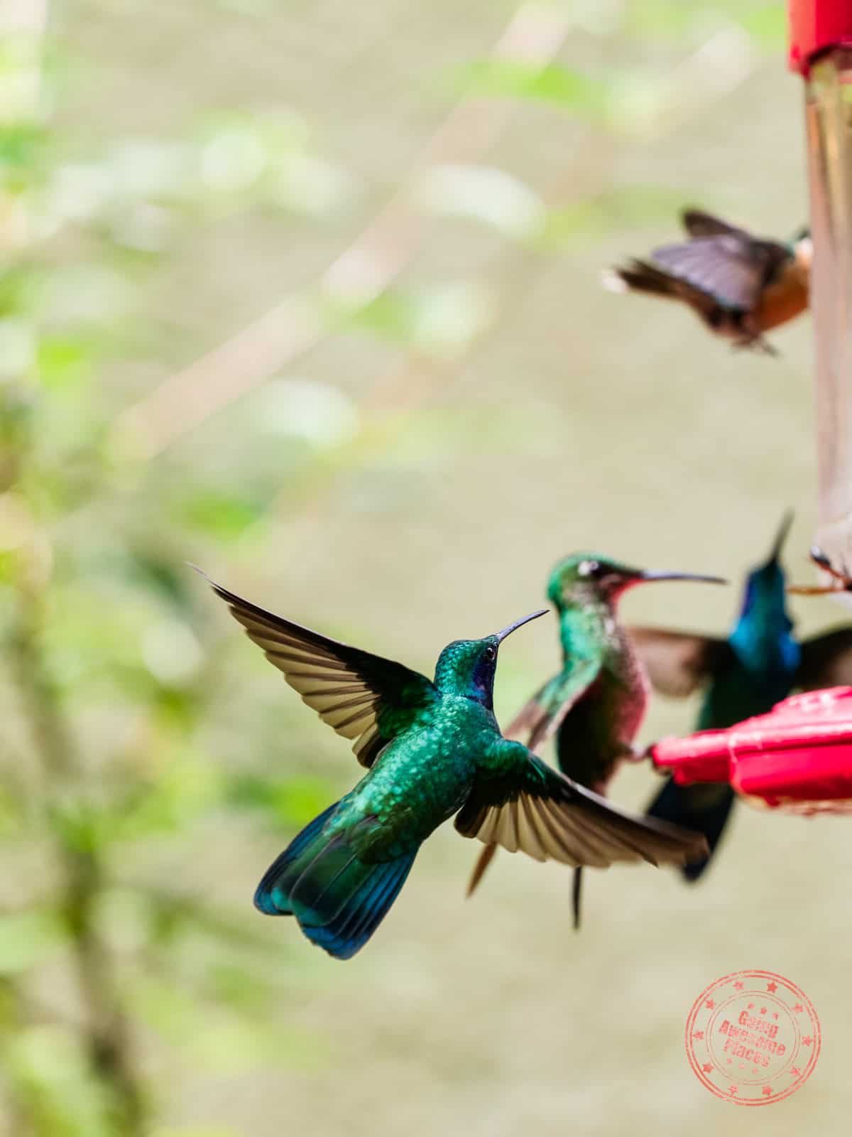 hummingbirds surrounding bird feeder at monteverde cloud forest