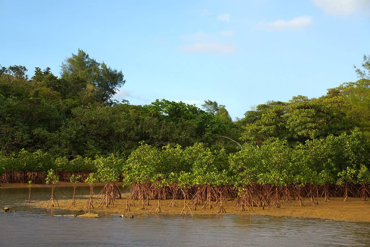 iriomote island mangroves