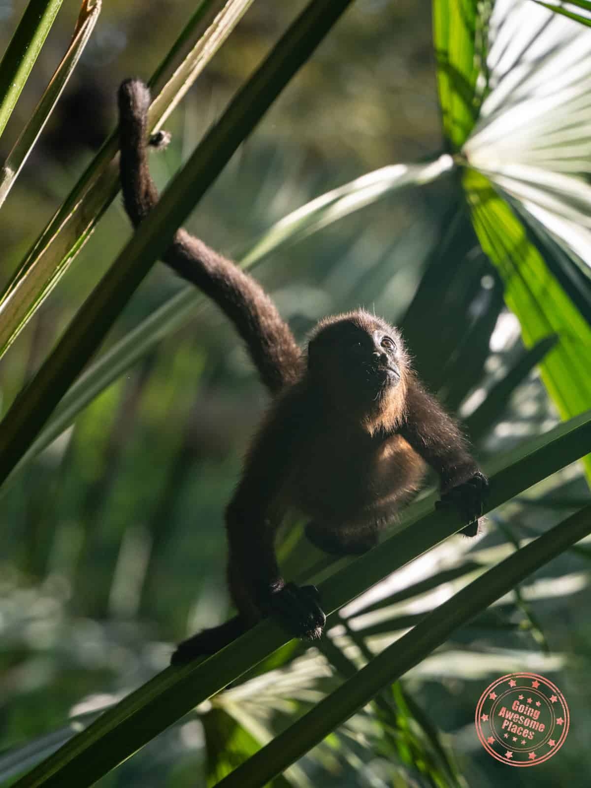 mantled howler monkey at westin reserva conchal