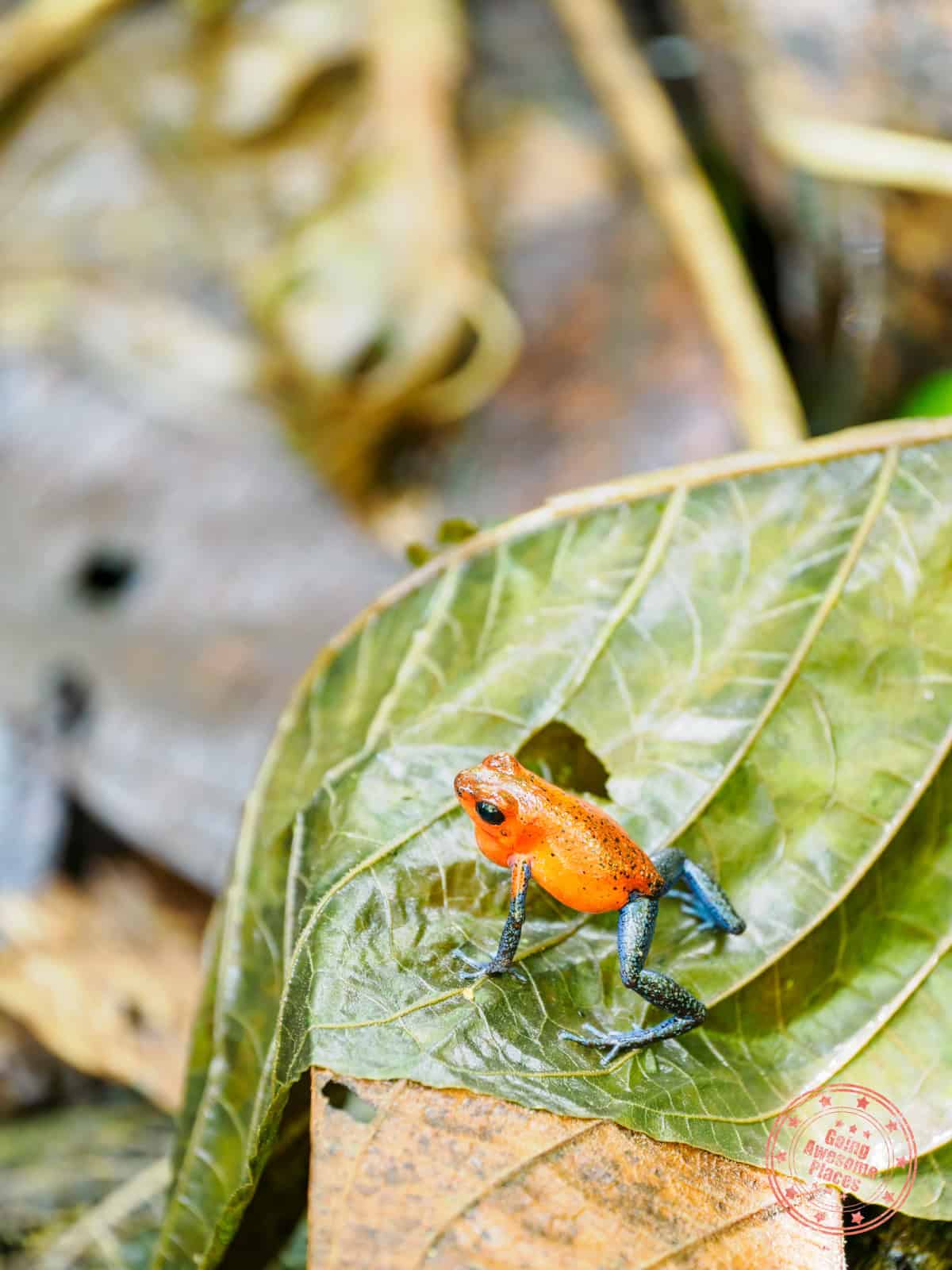 poison dart frog on the bogarin trail in costa rica