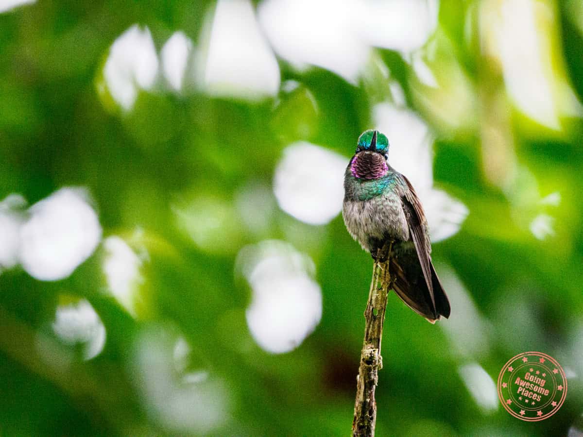 purple throated mountain gem hummingbird in curi cancha