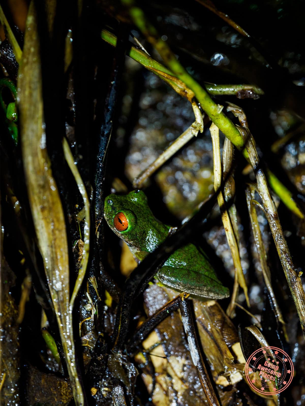 ruffus eye stream frog monteverde night walk