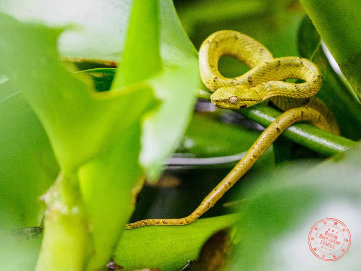 side striped bit eyed viper at curi cancha wildlife reserve