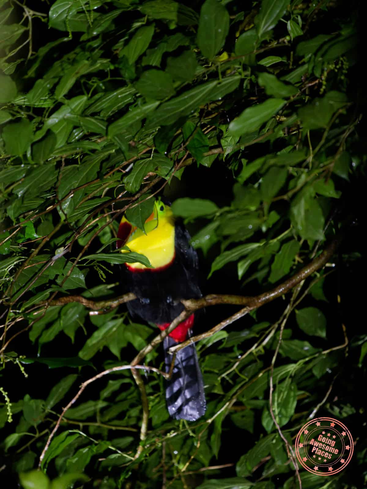 sleeping keel billed toucan night safari