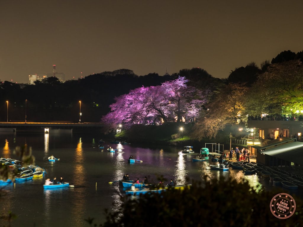 cherry blossom viewing in ueno park, tokyo at night