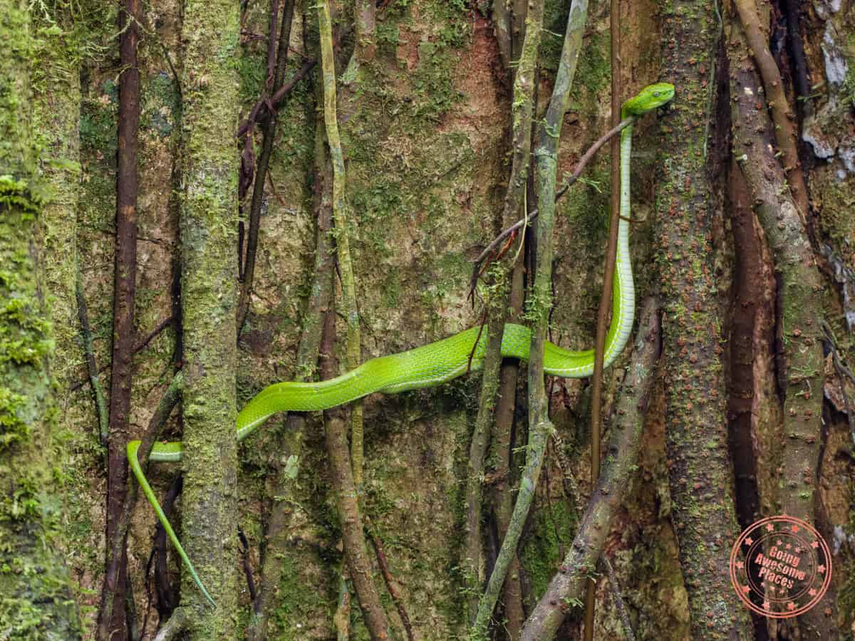 viper tangled in tree at monteverde cloud forest preserve