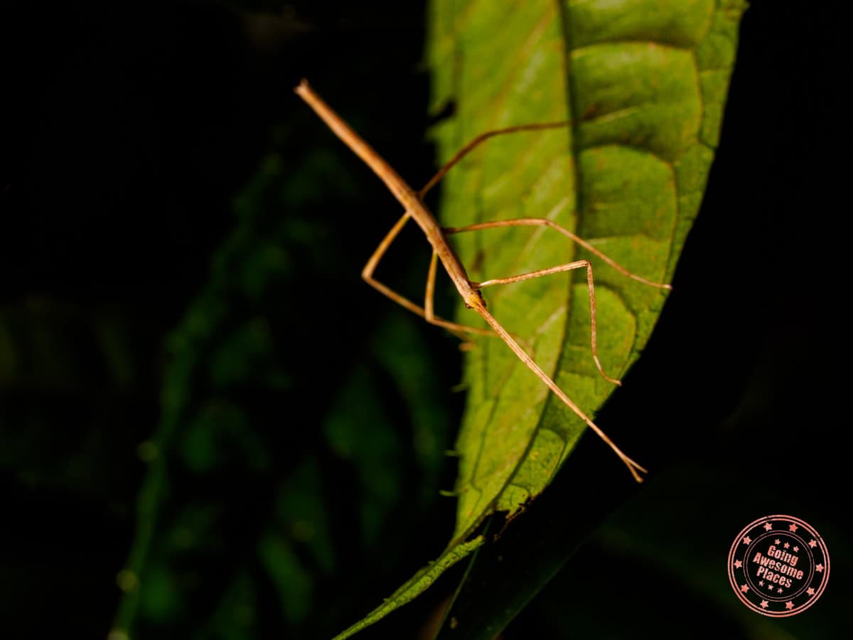 walking stick phasmids spotted