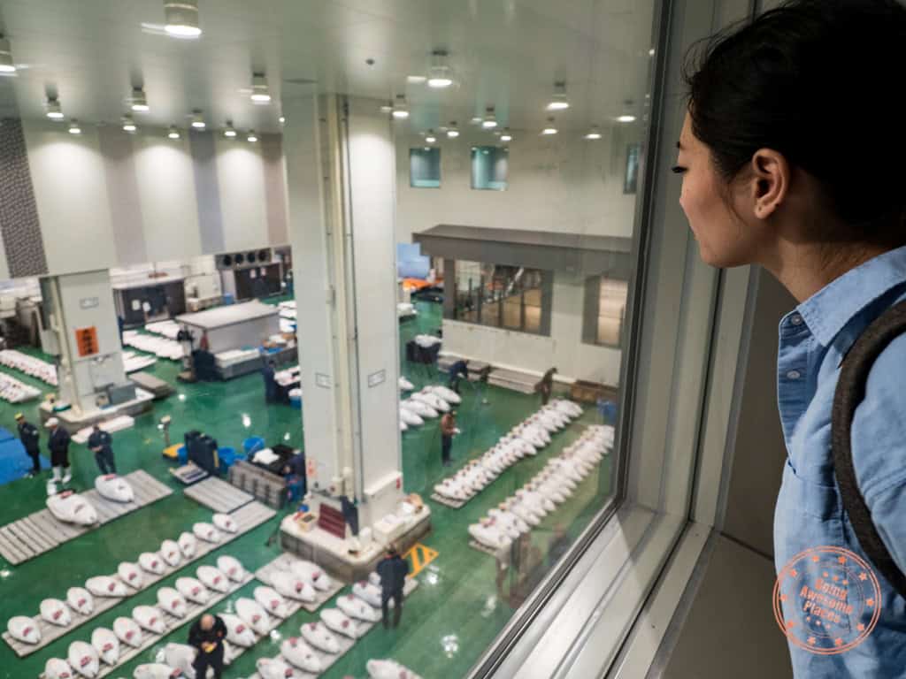 watching the tuna auction at toyosu fish market from the observation windows