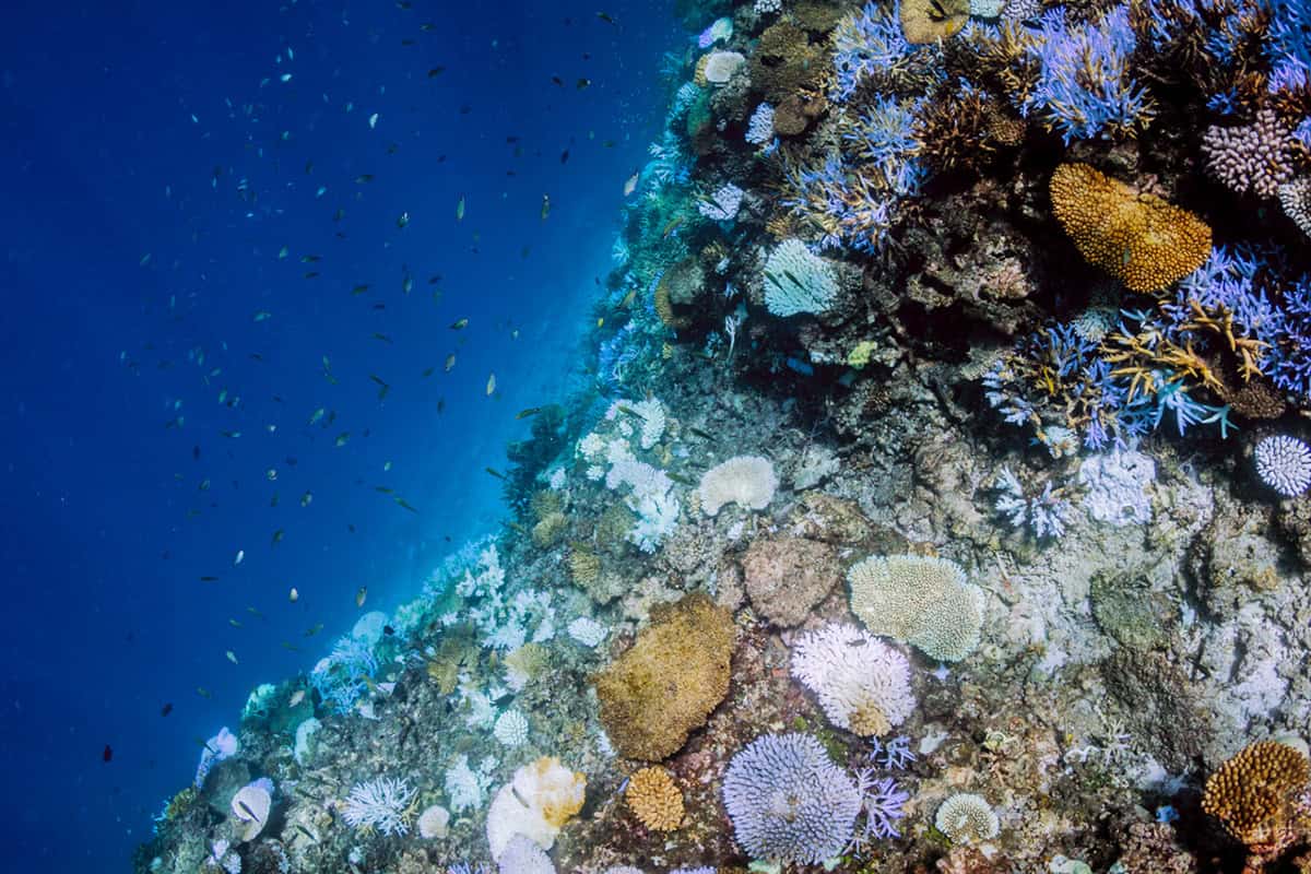 snorkeling yabiji coral reef in okinawa