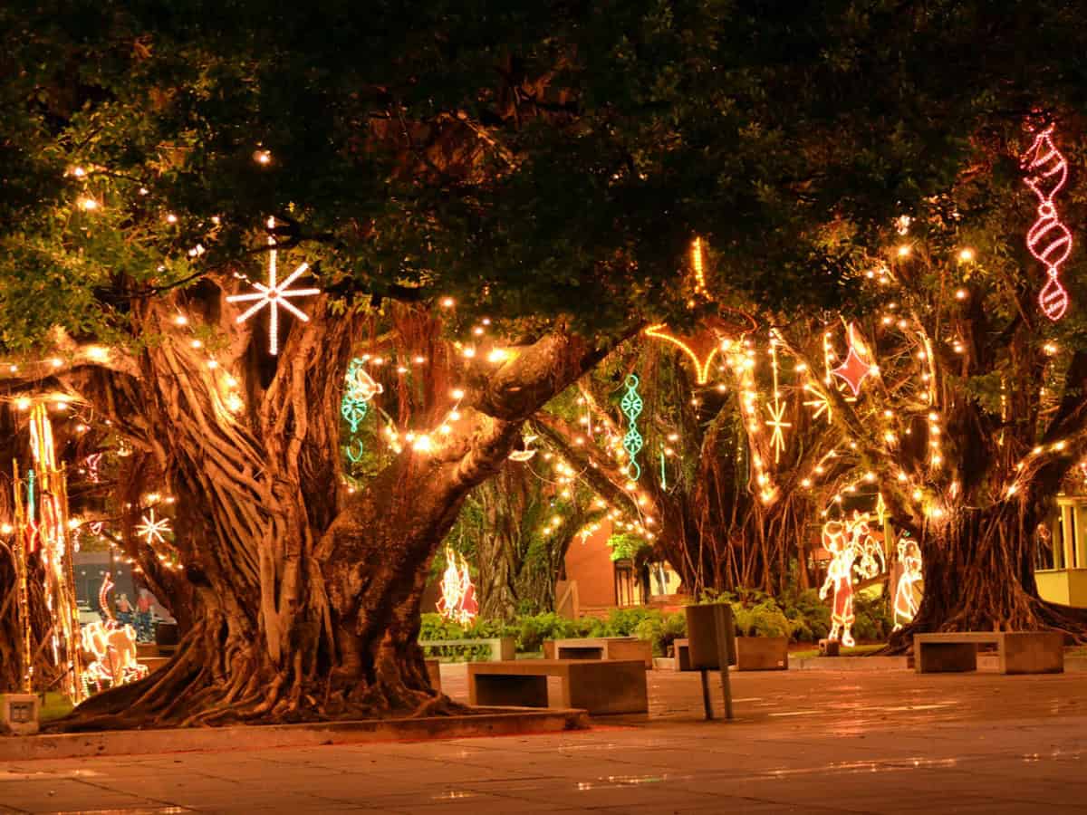 christmas lights in trees for christmas time in puerto rico