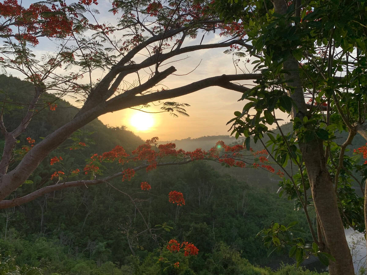 late summer sunset through floral trees in puerto rico
