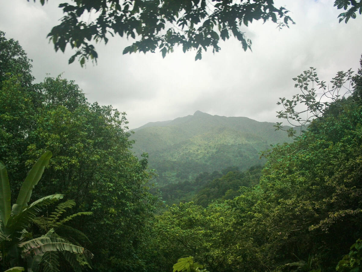 thick green foliage in the spring in puerto rico