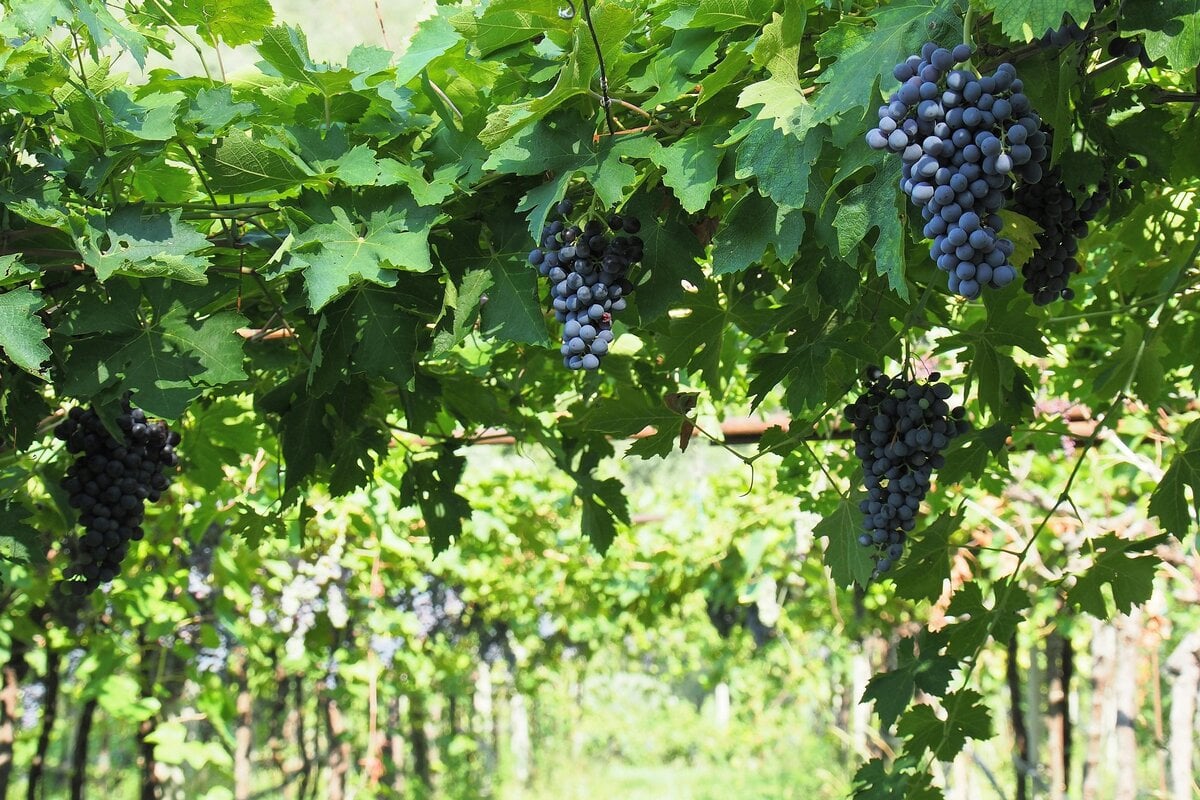 - Three Shores, One Lake: Finding Your Own Rhythm on Lake Garda Bardolino grapes at Lake Garda, Italy.