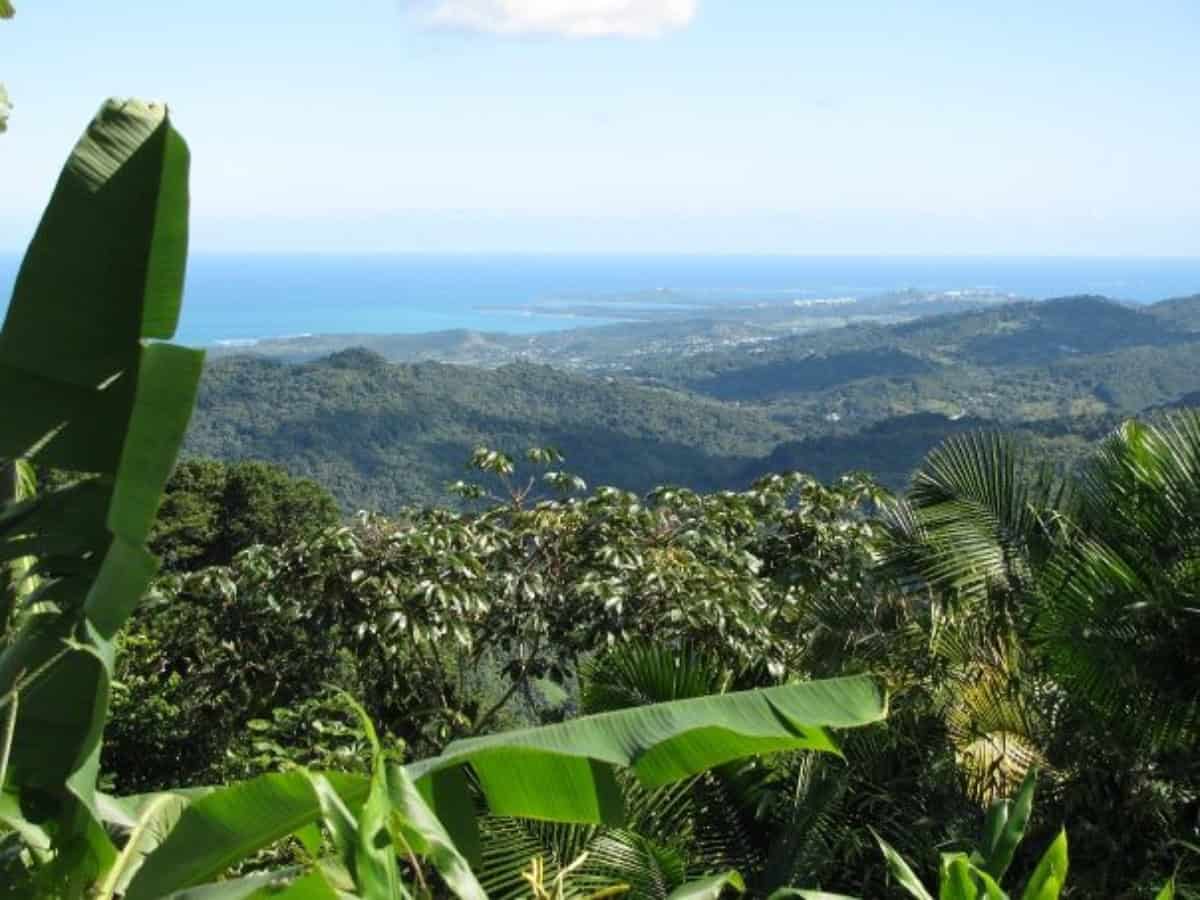view of thick foliage and hills to ocean in puerto rico