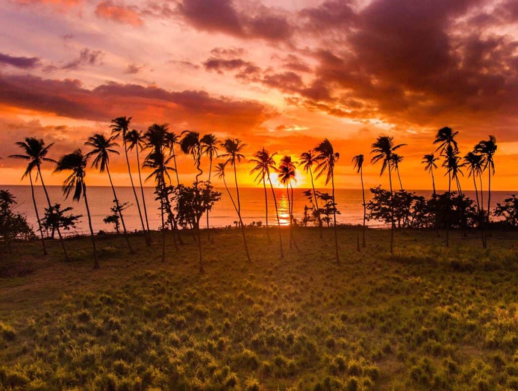 palm tree sunset in rincon puerto rico