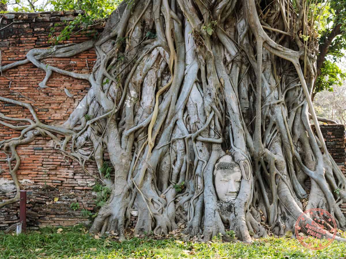 ayutthaya buddha head in tree roots at wat mahathat