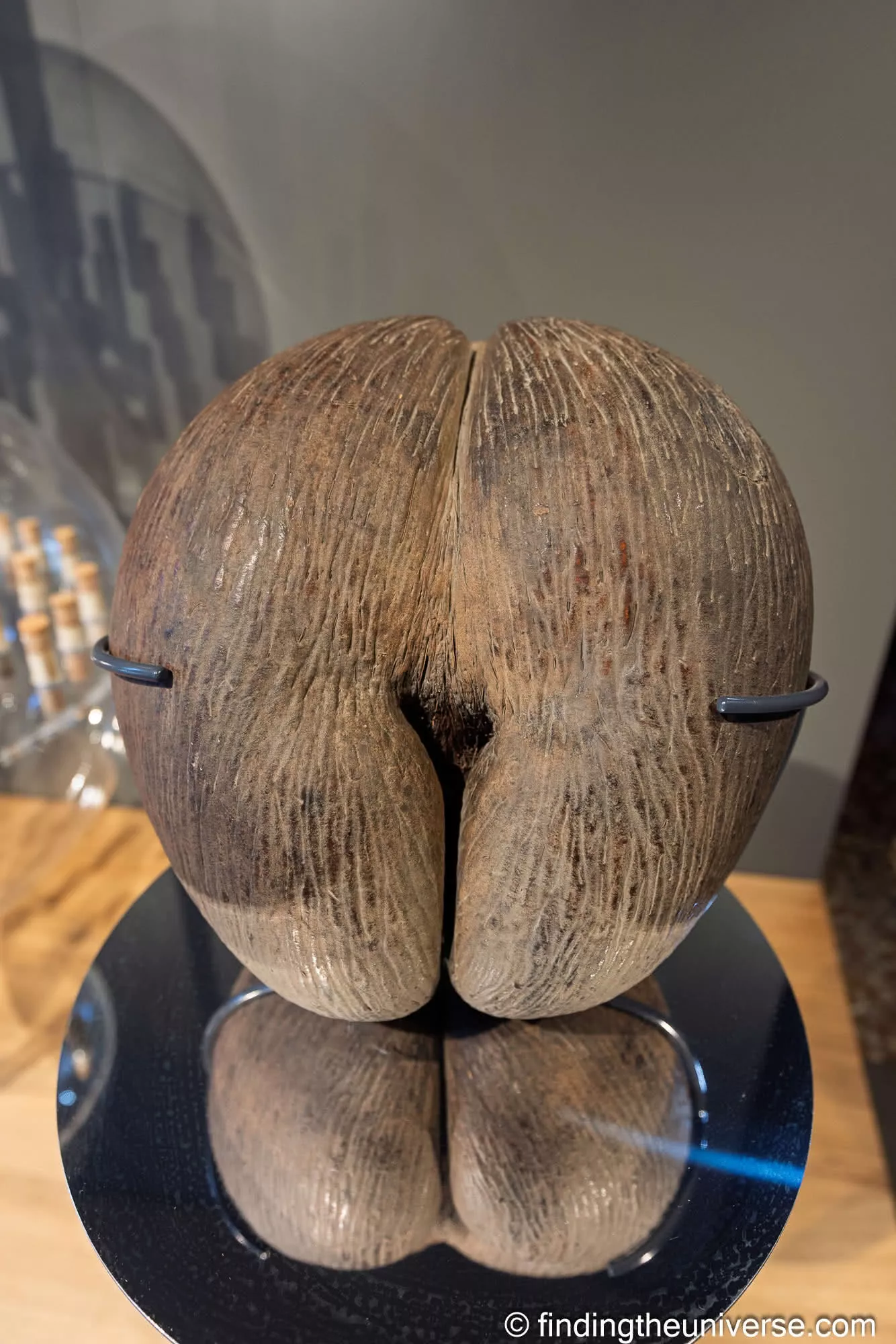 A coco de mer, the giant Seychelles double coconut, in the glasshouse at Padua's Orto Botanico