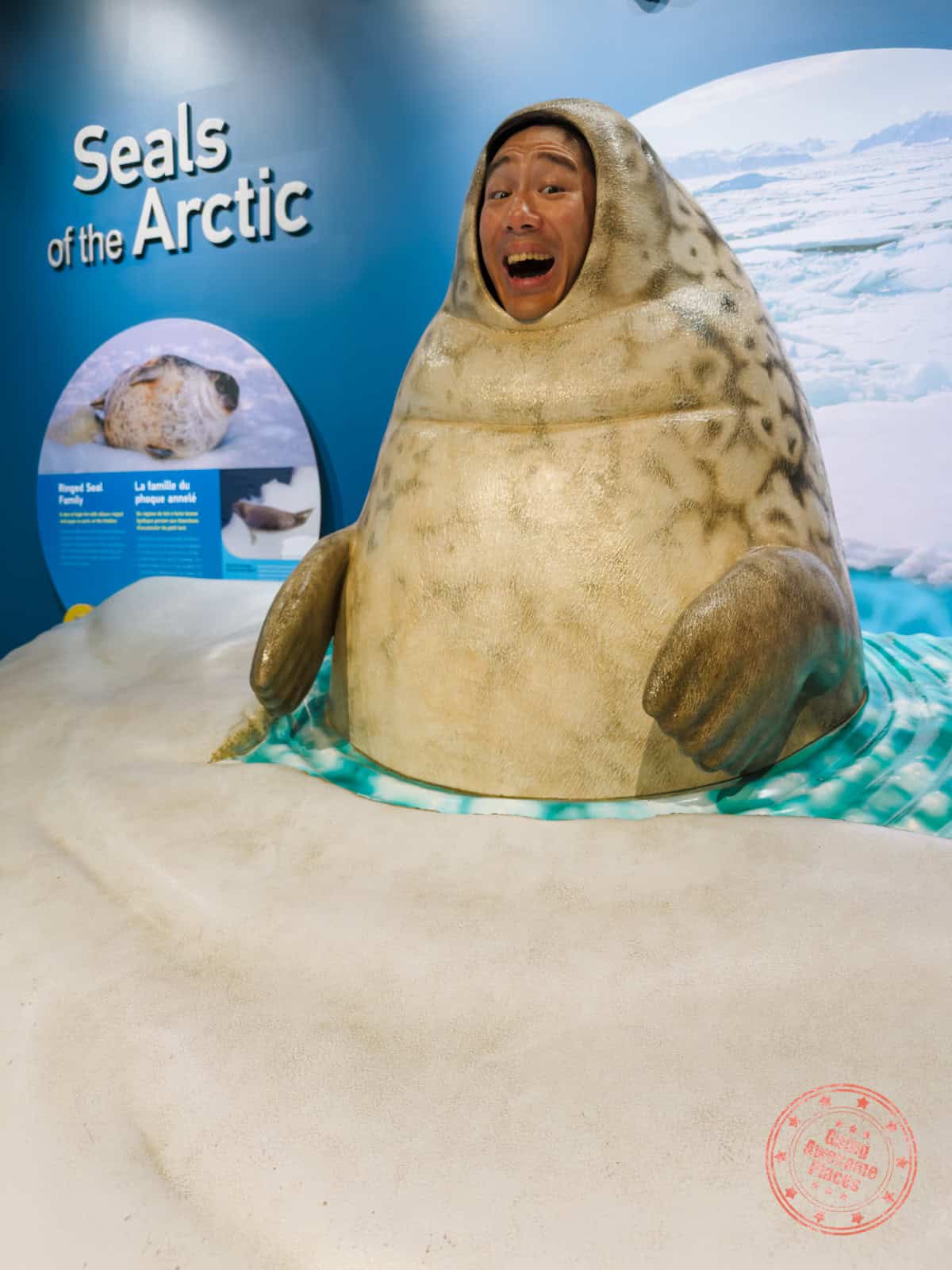 funny will becoming seals of the arctic at assiniboine park zoo