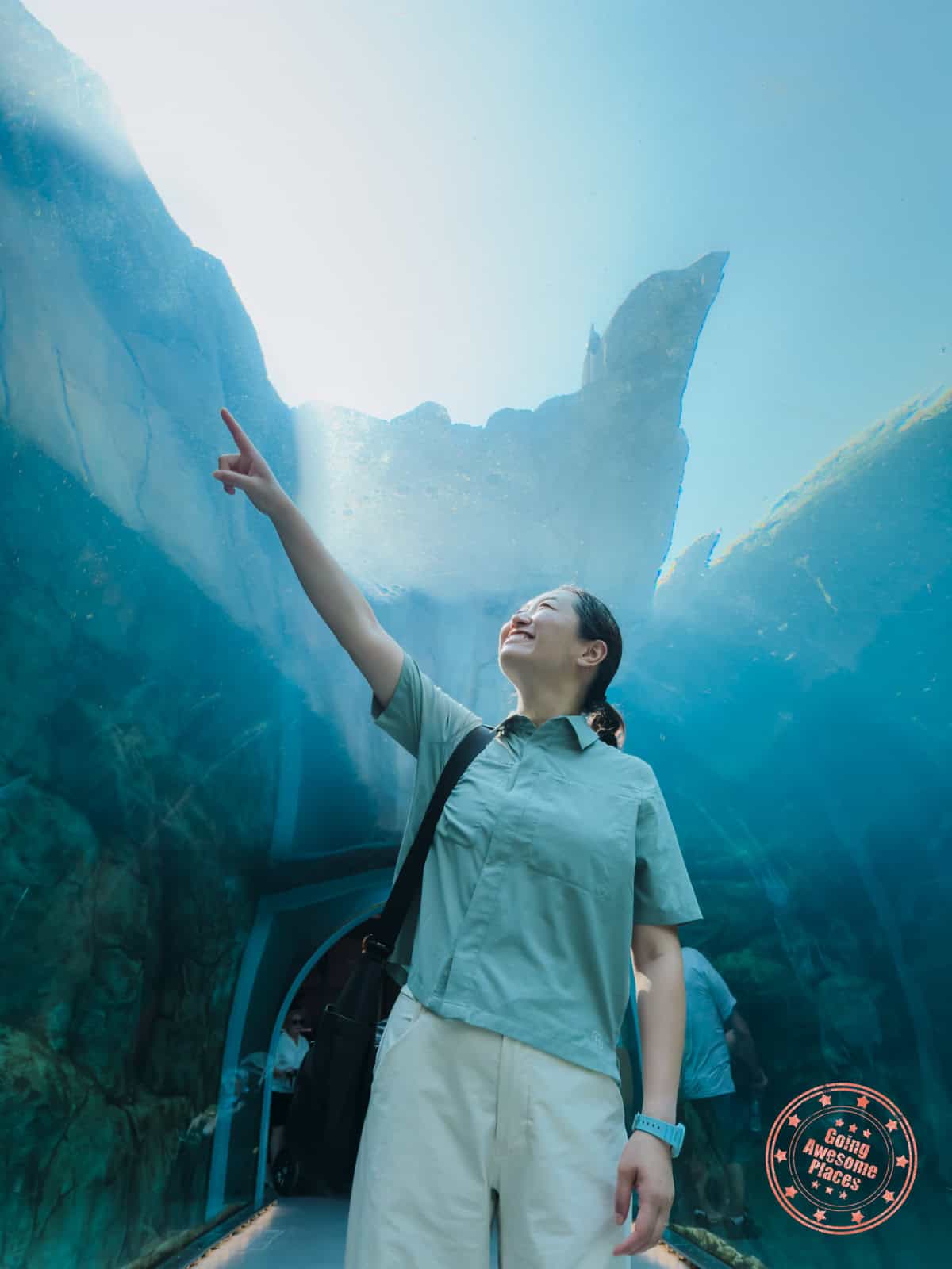 pointing to seals at journey to churchill glass tunnel