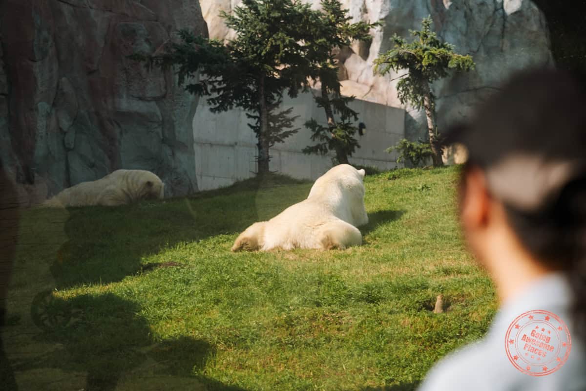 polar bear resting in journey to churchill at assiniboine park zoo